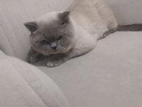 8 Aylik Erkek British Shorthair