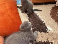 Scottish Fold Yavru