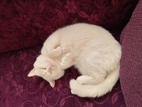 British shorthair erkek kedi