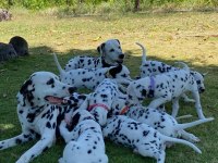 Irk garantili dalmaçyalı yavruları