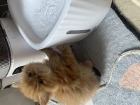 40 günlük iran kedisi yavrular