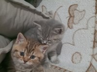 50 Günlük British Golden Yavrumuz