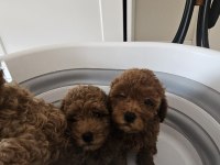55 Günlük Toy Poodle Yavruları