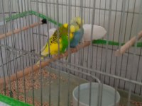 Slm bir çift yerli takım muhabbet kuşum satılıktır