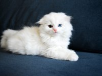 Güzel scottish fold kızlarımız yeni yuvasına gitmeye hazır