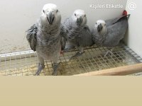 Jako papağanlar mevcut