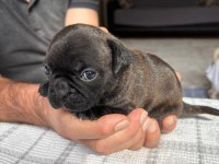 Pug Yavruları Dişi