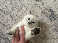 British Shorthair 2 Aylık Erkek