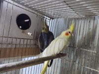 Sultan Papağanları