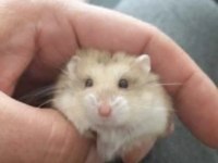 Yavru hamsterlar