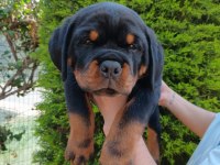 Şampiyon rottweiler köpeği yavrularımız