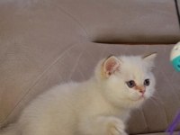 Golden Point British Shorthair Yavru Erkek