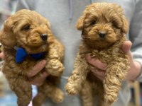 Red maltipoo yavrular (wc eğitimli)