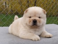 Harika Chow Chow Yavru Köpeklerimiz