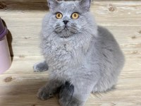 5 aylık british longhair