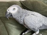 Üst Düzey Jako Papağanı 4 Yaşında