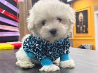 Kore Maltese Bebekler