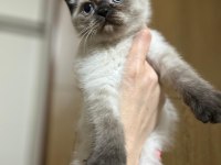 British Shorthair Yavrularımız Yeni Yuvalarını Arıyor