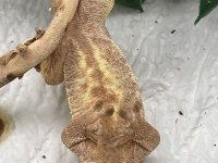 Crested gecko yavruları