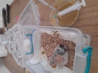 El Besleme Sevda Papağanı Açıklama Okuyun