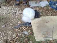 Hollanda Teddy Lop Tavşanı 8 Aylık