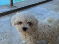 Teacup Maltese Yavrularımız