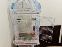 Dişi Sultan Papağanı Ve Kafesi