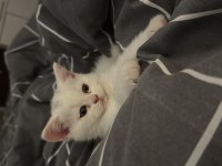 Eğitimleri Tam Sevecen Bir Minnoş Kedimiz