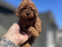 Red brown toy poodle yavrular