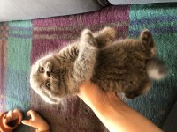 Kaliteli Yavrular Piyasadan Uygun Son Yavru Kediler