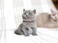 Irk Ve Sağlık Garantili Ayı Surat British Shorthair Bebekler