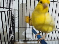 Erkek Malinua Kanarya 2023