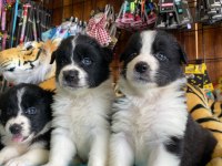 Enerjisiyle Hayatınıza Neşe Katacak Border Collie!