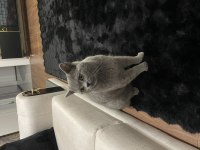 Ücretsiz Kedimiz British Sahiplendirilecektir.