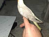 2 Aylık Yeni Yeme Düşen Sultan Papağanı