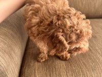 2,5 Aylık Toy Poodle Dişi