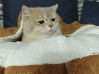 Safkan British Shorthair Ay11 Erkek