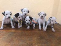 Dalmaçyalı Yavruları