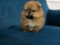 Bize Danışmadan Pomeranian Almayın
