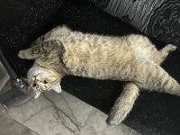 British Oğlumuz Oscar İçin İyi Bakabilecek Birini Arıyoruz