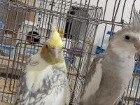 Sağlam Kan Hattı Olan Takım Sultan Papağanı