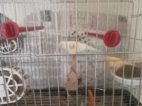 Yarı Tepeli Çift Kanarya