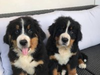 Bernese Mountain Dog Yavruları