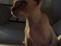 2 Yaşında Damızlık Dişi Kanada Sfenksi