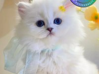 Patili melek silver british longhair