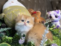 Yüksek kalite ny12 golden british longhair