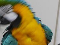Macaw Papağanım Paşamı Sahiplendiriyorum