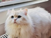 Blh Ay1233 Golden Point British Longhair