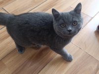 Oyuncu Erkek Scottish Yavrumuz Ücretsiz Sahiplendirilecektir