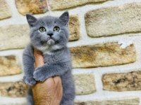 British Shorthair Yavrularımız Hazır